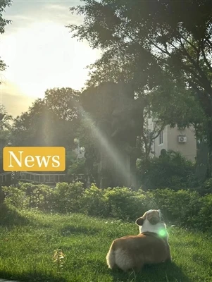 एलईडी स्ट्रीट लाइट का लेंस कैसे चुनें